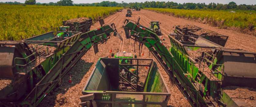 Inicio de la Zafra contribuye a la reactivación de la economía