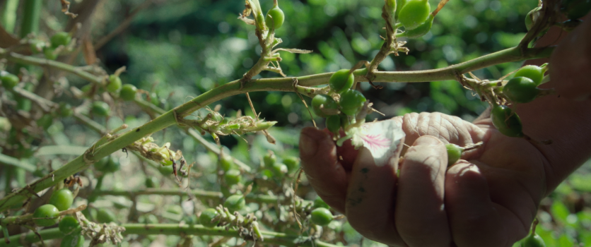 ¡Novaforest obtiene Certificación BASC!