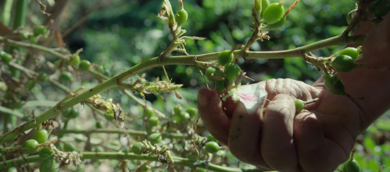 Novaforest obtains BASC Certification!