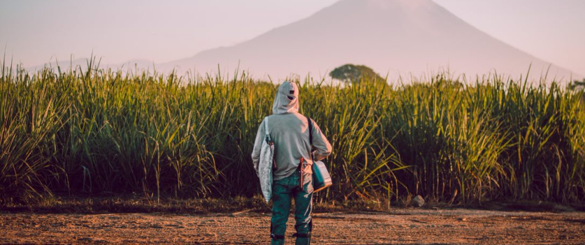 La producción de azúcar en Guatemala tiene una de las huellas de carbono más bajas a nivel internacional.