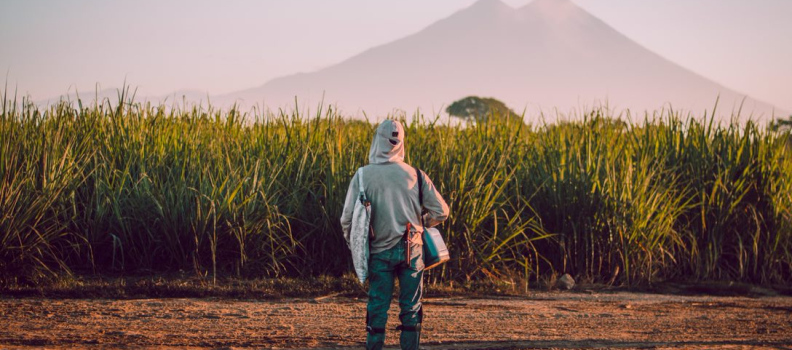 La producción de azúcar en Guatemala tiene una de las huellas de carbono más bajas a nivel internacional.