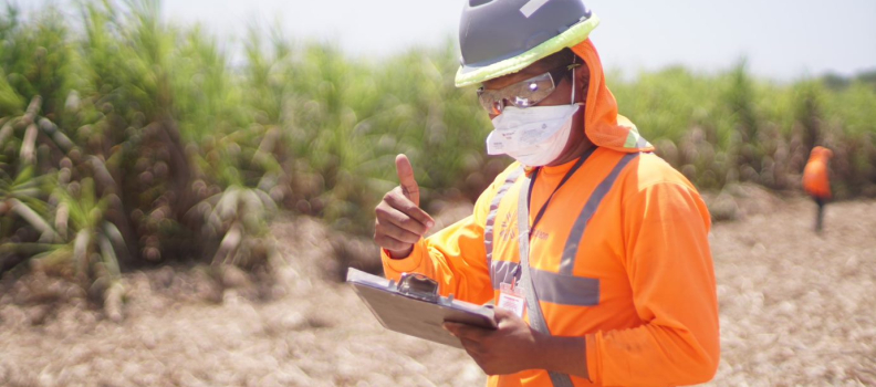 What is expected for the 2021-2022 harvest in Guatemala?