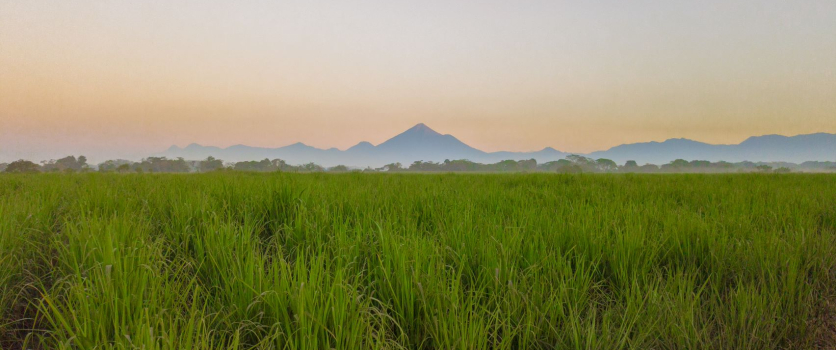 Los Ingenios Azucareros de Guatemala y sus prácticas para la conservación de suelos